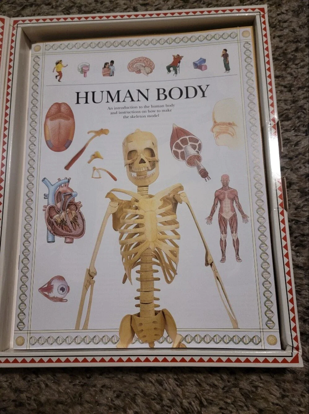 Human Body Activity Kit
